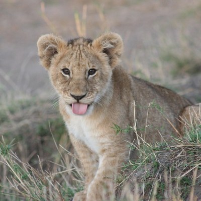 The Way You Ask Question Matters in Shamanic&nbsp;Healing